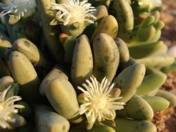 Nelia pillansii leaves